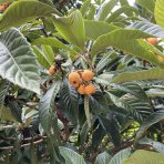 Mišpuľa japonská (Eriobotrya japonica)  - výška 80-100 cm, kont. C15L (-12°C)